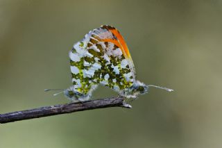 Turuncu Ssl (Anthocharis cardamines)