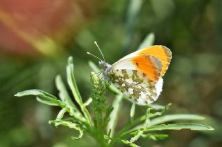 Turuncu Ssl (Anthocharis cardamines)