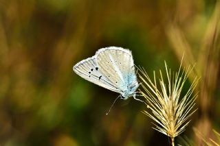 okgzl Poseydon Mavisi (Polyommatus poseidon)