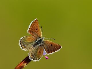 Pirene okgzls (Polyommatus pyrenaicus)