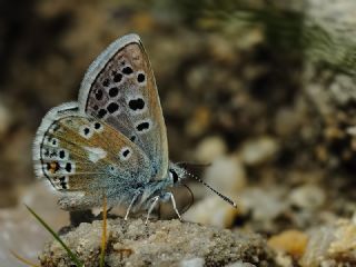 Pirene okgzls (Polyommatus pyrenaicus)