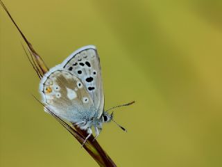 Pirene okgzls (Polyommatus pyrenaicus)