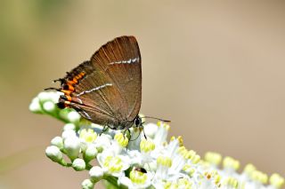 Karaaa Sevbenisi (Satyrium w-album)