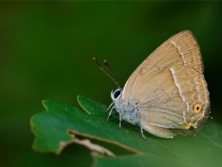 Mormee (Favonius quercus)