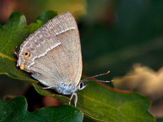 Mormee (Favonius quercus)