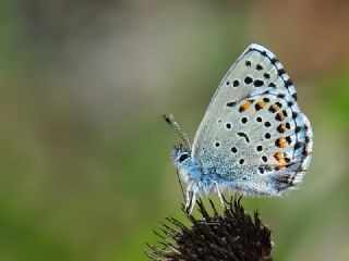 Bavius Mavisi (Pseudophilotes bavius)