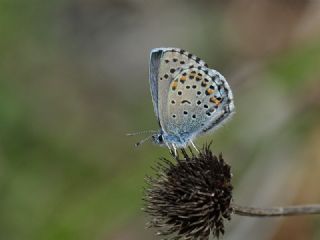 Bavius Mavisi (Pseudophilotes bavius)