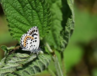 Kara Mavi (Scolitantides orion)