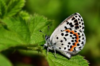 Kara Mavi (Scolitantides orion)