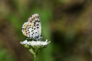 Kara Mavi (Scolitantides orion)