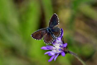 Kara Mavi (Scolitantides orion)