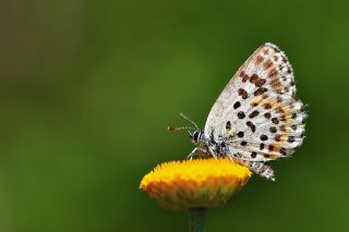 Kara Mavi (Scolitantides orion)