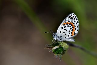 Kara Mavi (Scolitantides orion)