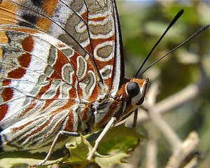 ift Kuyruklu Paa (Charaxes jasius )