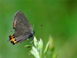 Kara Sevbeni (Satyrium pruni)