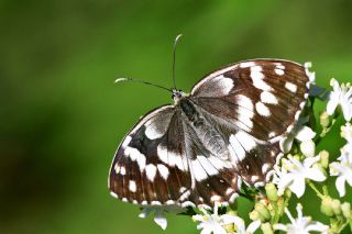 Kara Melike (Melanargia syriaca)