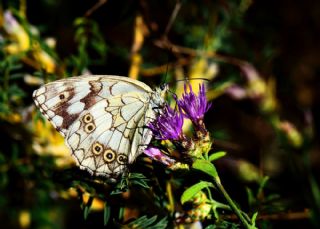 Kara Melike (Melanargia syriaca)
