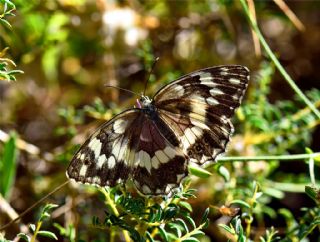 Kara Melike (Melanargia syriaca)