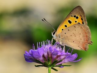 Benekli Bakr Gzeli (Lycaena phlaeas)