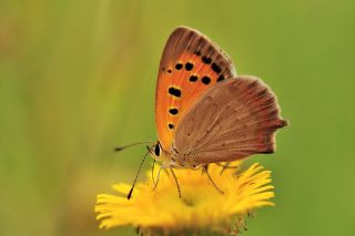 Benekli Bakr Gzeli (Lycaena phlaeas)