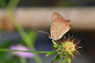 Benekli Bakr Gzeli (Lycaena phlaeas)