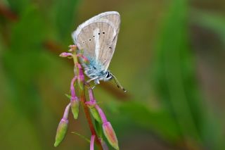 okgzl fikarmon (Polyommatus iphicarmon)