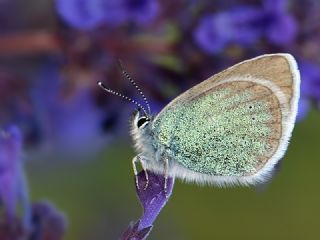 okgzl Rus Mavisi (Polyommatus coelestina)