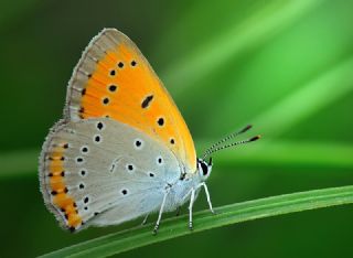 Byk Bakr Gzeli (Lycaena dispar)