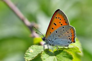 Byk Bakr Gzeli (Lycaena dispar)