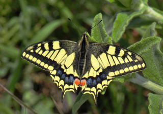 Krlangkuyruk (Papilio machaon)