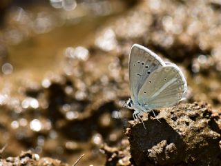okgzl Teresya, Saimbeyli Mavisi (Polyommatus theresiae)
