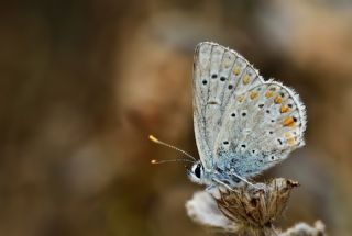 okgzl Torul Mavisi (Aricia torulensis)