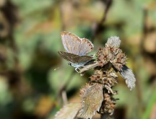 okgzl Torul Mavisi (Aricia torulensis)