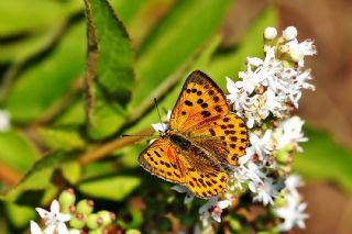 Orman Bakr Gzeli (Lycaena virgaureae)