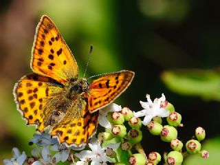 Orman Bakr Gzeli (Lycaena virgaureae)