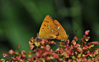 Orman Bakr Gzeli (Lycaena virgaureae)