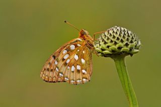 Gzel nci (Argynnis aglaja)