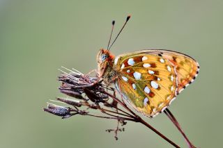 Gzel nci (Argynnis aglaja)