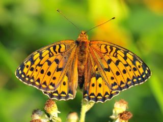 Gzel nci (Argynnis aglaja)