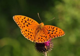 Byk nci (Argynnis adippe)