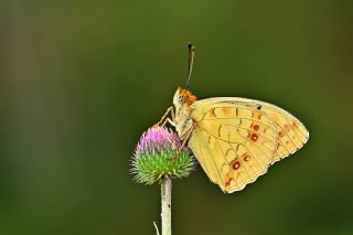 Byk nci (Fabriciana adippe)