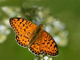 Gzel nci (Argynnis aglaja)