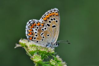 okgzl Balkan Mavisi (Aricia anteros )