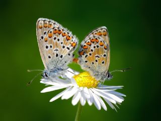 okgzl Balkan Mavisi (Aricia anteros )