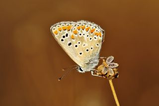 okgzl Esmer (Aricia agestis)