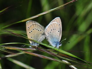 Anadolu Karagz Mavisi (Glaucopsyche astraea)