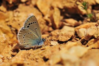 Anadolu Karagz Mavisi (Glaucopsyche astraea)