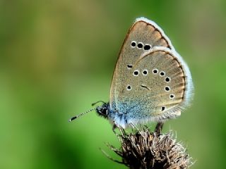 Anadolu Karagz Mavisi (Glaucopsyche astraea)