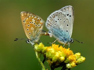 okgzl Edon Mavisi (Polyommatus aedon)