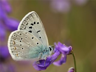 okgzl Edon Mavisi (Polyommatus aedon)